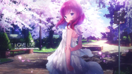 HD PC desktop wallpaper of Maki Nishikino from the anime Love Live!, standing under blooming cherry blossoms in a white dress as pink petals drift in soft sunlight.