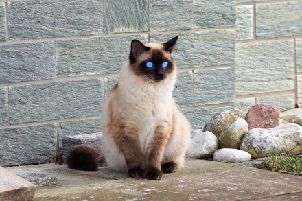 cat Animal siamese cat HD Desktop Wallpaper | Background Image
