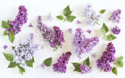  Lilacs by Justine Celina