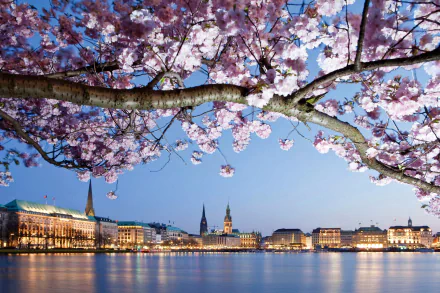 Cherry blossom branches frame a springtime view of Hamburg’s riverside buildings under a clear blue sky, highlighting the city’s blend of nature and man-made beauty.