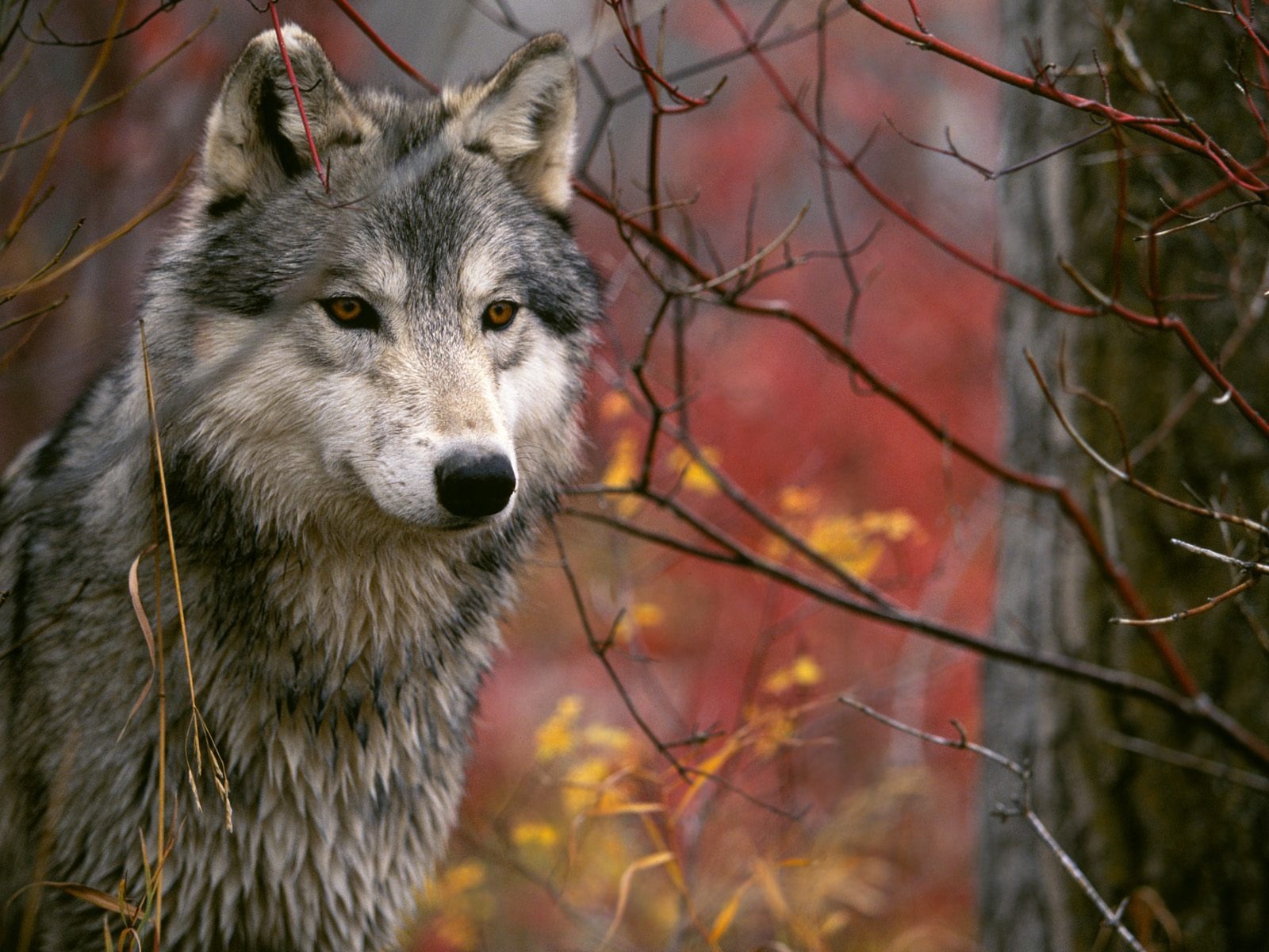 Stunning desktop wallpaper featuring a wolf in a captivating autumn setting.