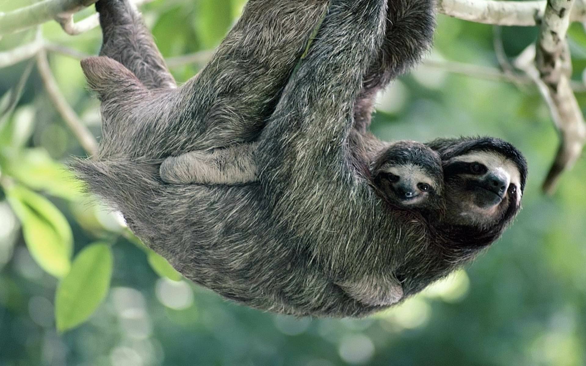 Mother Sloth and Her Baby HD Wallpaper | Background Image | 1920x1200