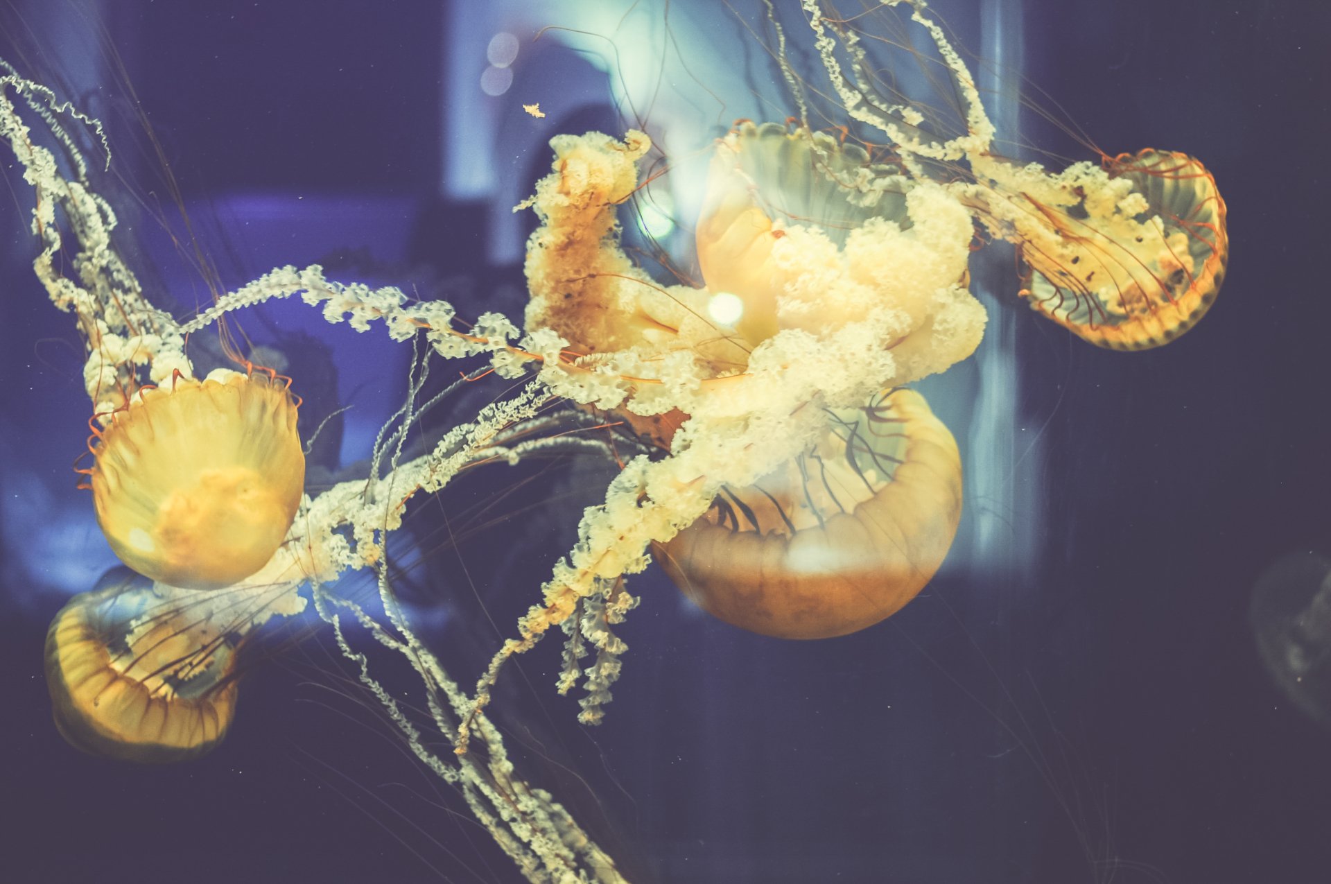 Download Sea Life Underwater Animal Jellyfish HD Wallpaper