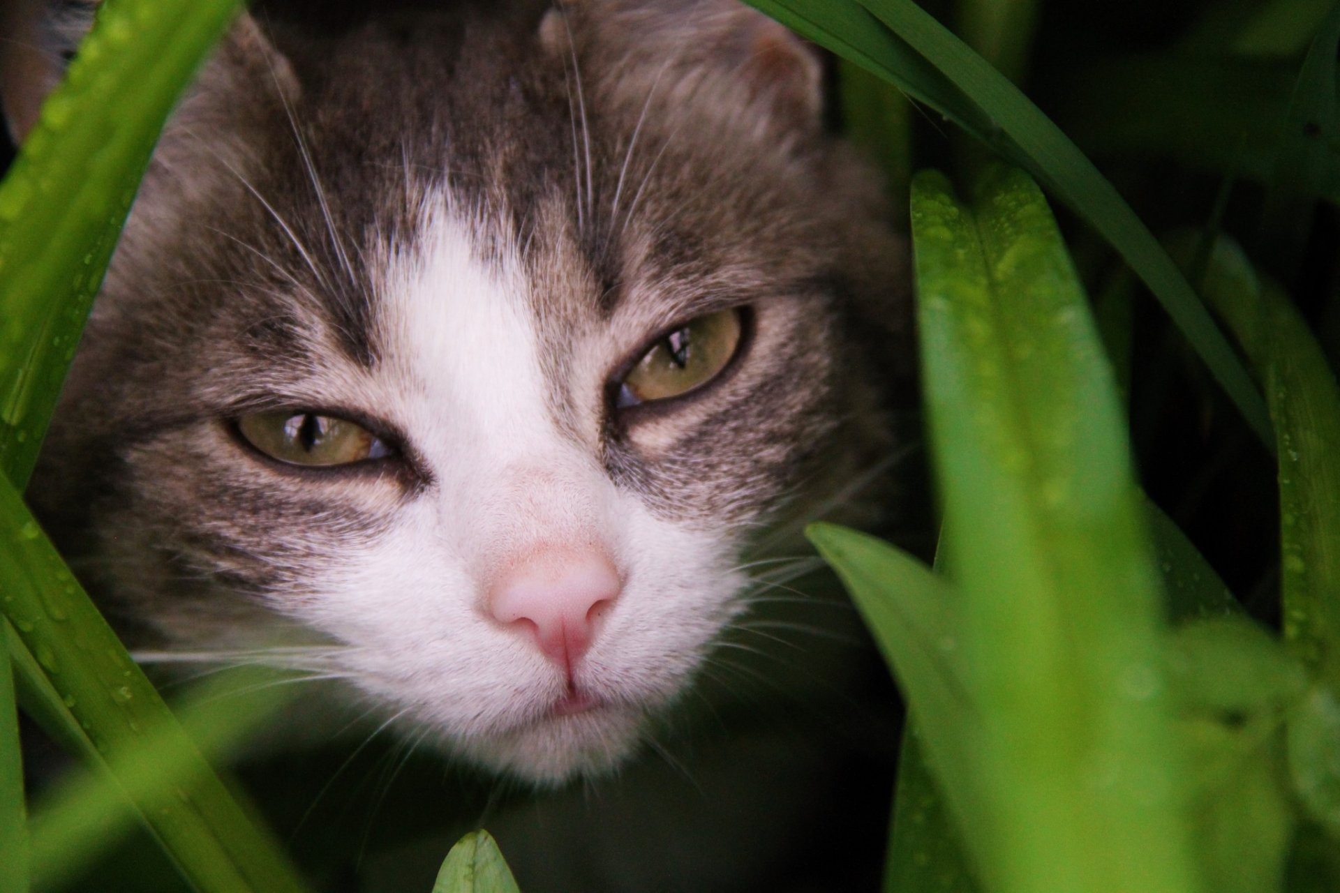Download Stare Animal Cat HD Wallpaper | 2048x1365 | Wallpaper Abyss