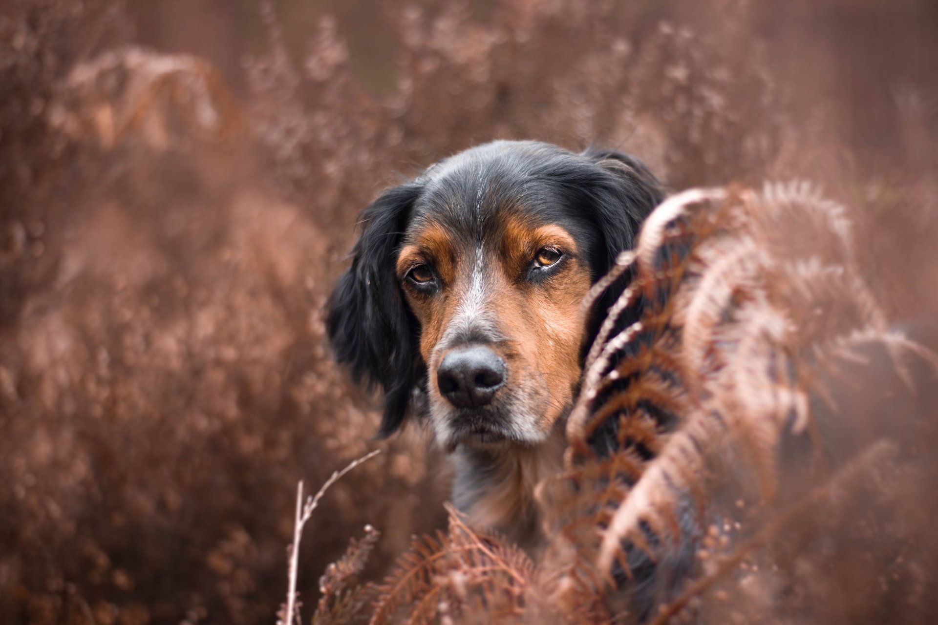 Download Stare Fern Fall Dog Animal Sennenhund 4k Ultra HD Wallpaper
