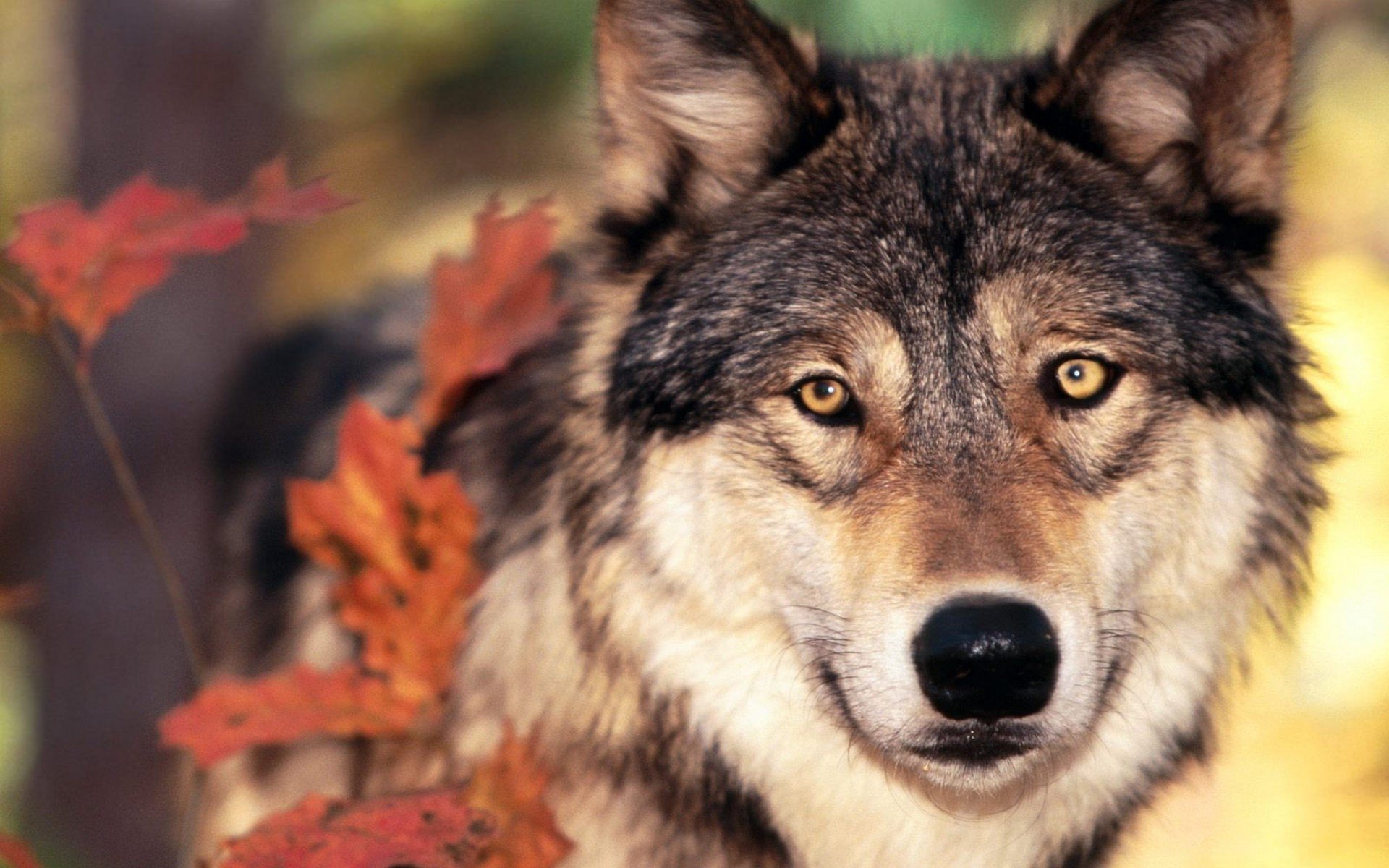 1009 Wolf Hd Wallpapers Background Images Wallpaper Abyss