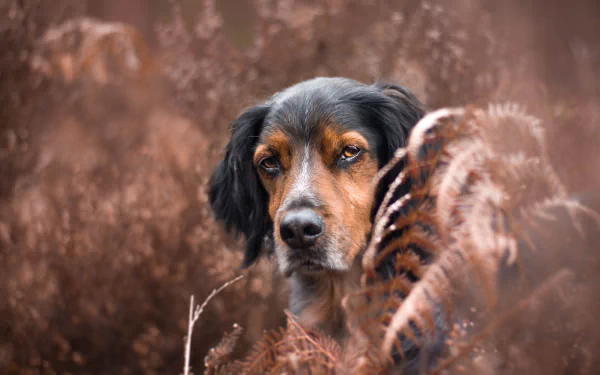 stare fern fall dog Animal sennenhund HD Desktop Wallpaper | Background Image