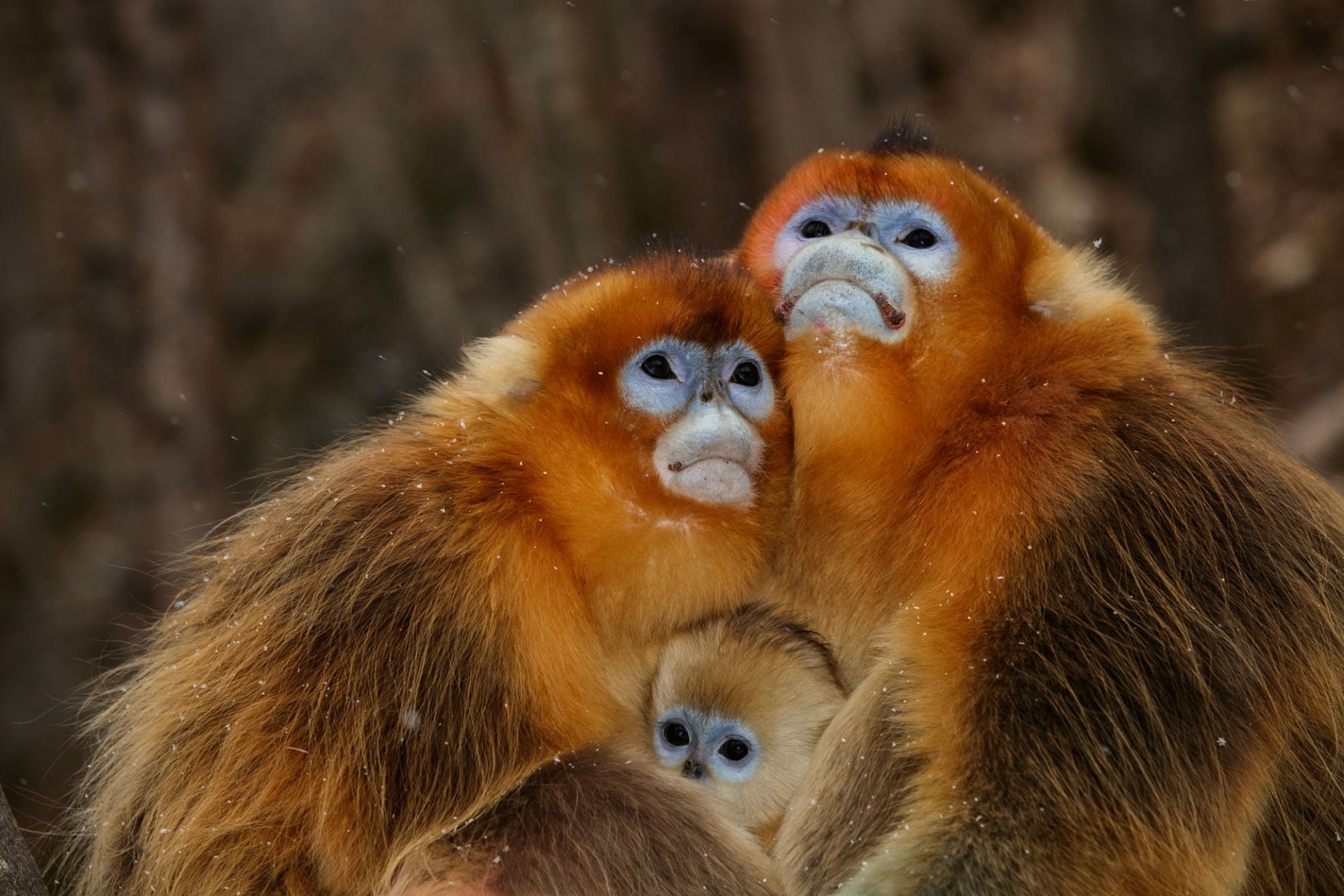 HD PC desktop background: golden snub-nosed monkey family huddling in a loving embrace — intimate animal portrait radiating love.