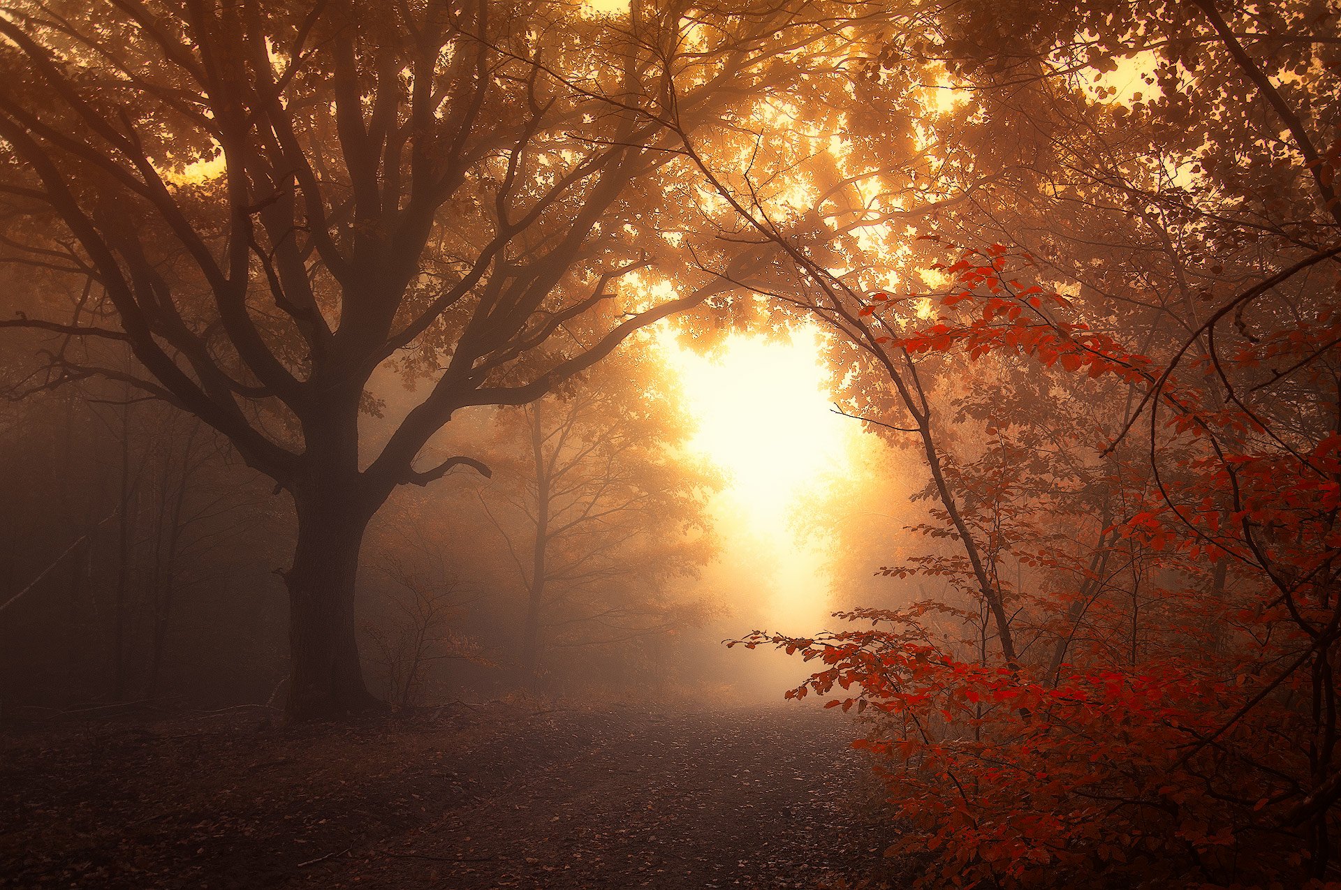 Download Path Tree Forest Nature Fog HD Wallpaper by Janek Sedlář