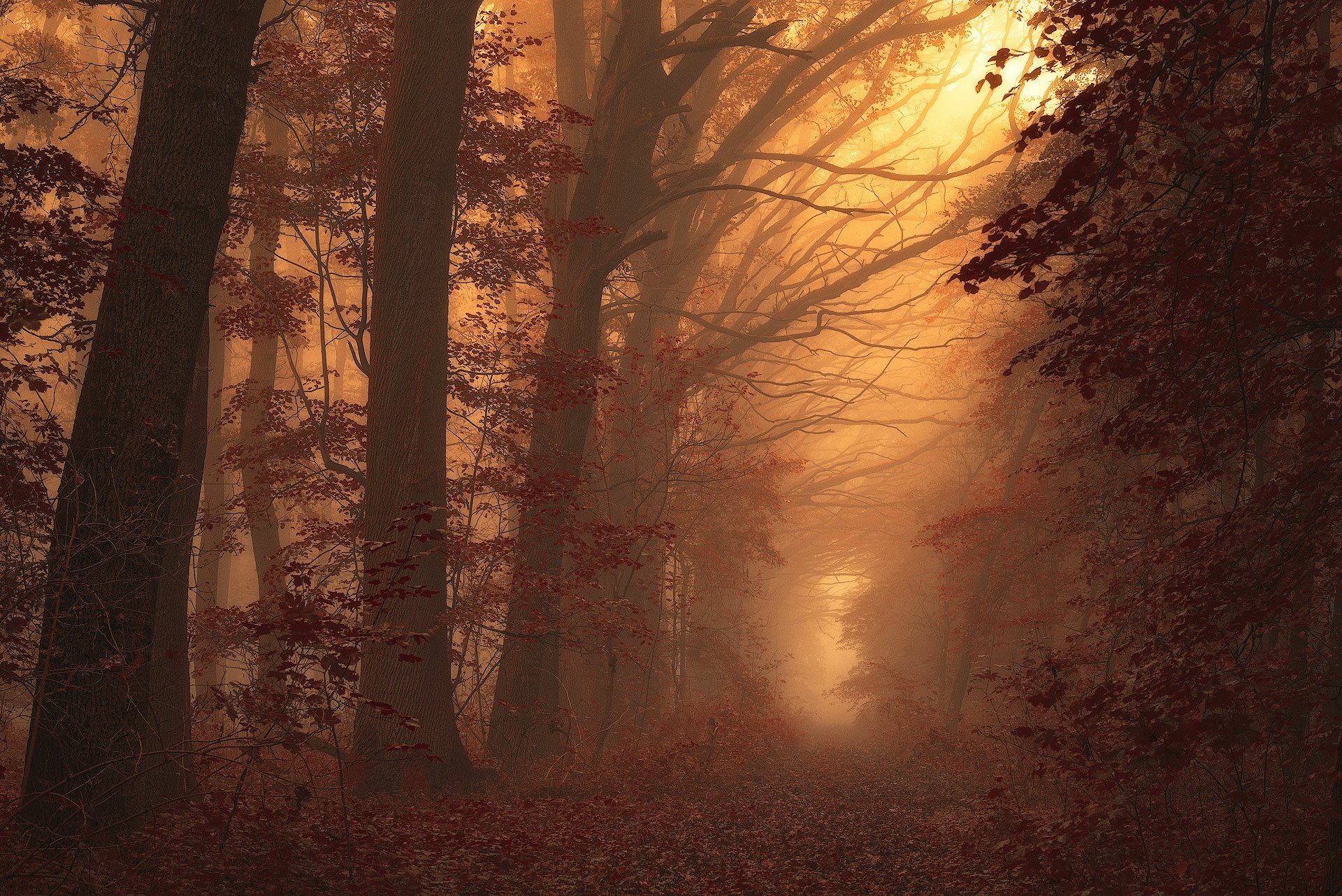 Download Tree Forest Path Nature Fog HD Wallpaper by Janek Sedlář