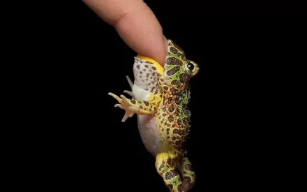 A humorous HD image of a colorful frog being held by a finger, set against a black background, capturing a playful moment in the animal kingdom.