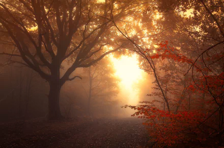 path tree forest nature fog HD Desktop Wallpaper | Background Image