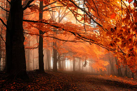 A foggy forest with autumn trees displaying vibrant orange leaves, creating a serene nature scene for an HD PC desktop wallpaper.