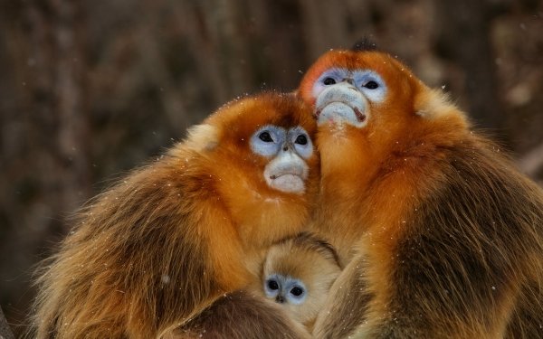Animal Golden snub-nosed monkey Monkeys Monkey Love HD Wallpaper | Background Image