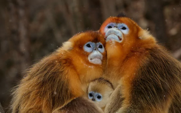  Family Love by Alexandr Sanin