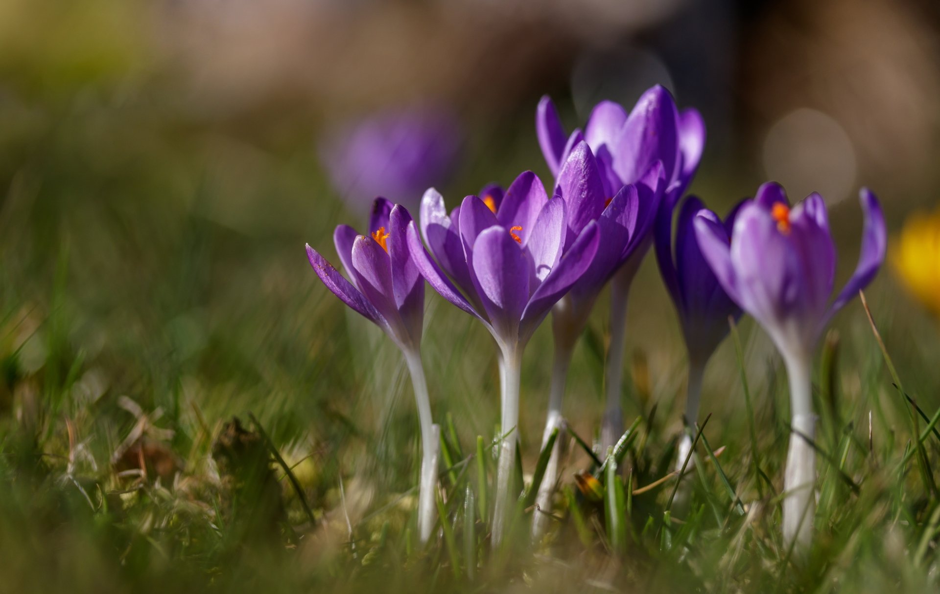 Download Close-up Bokeh Grass Nature Purple Flower Flower Crocus 4k ...