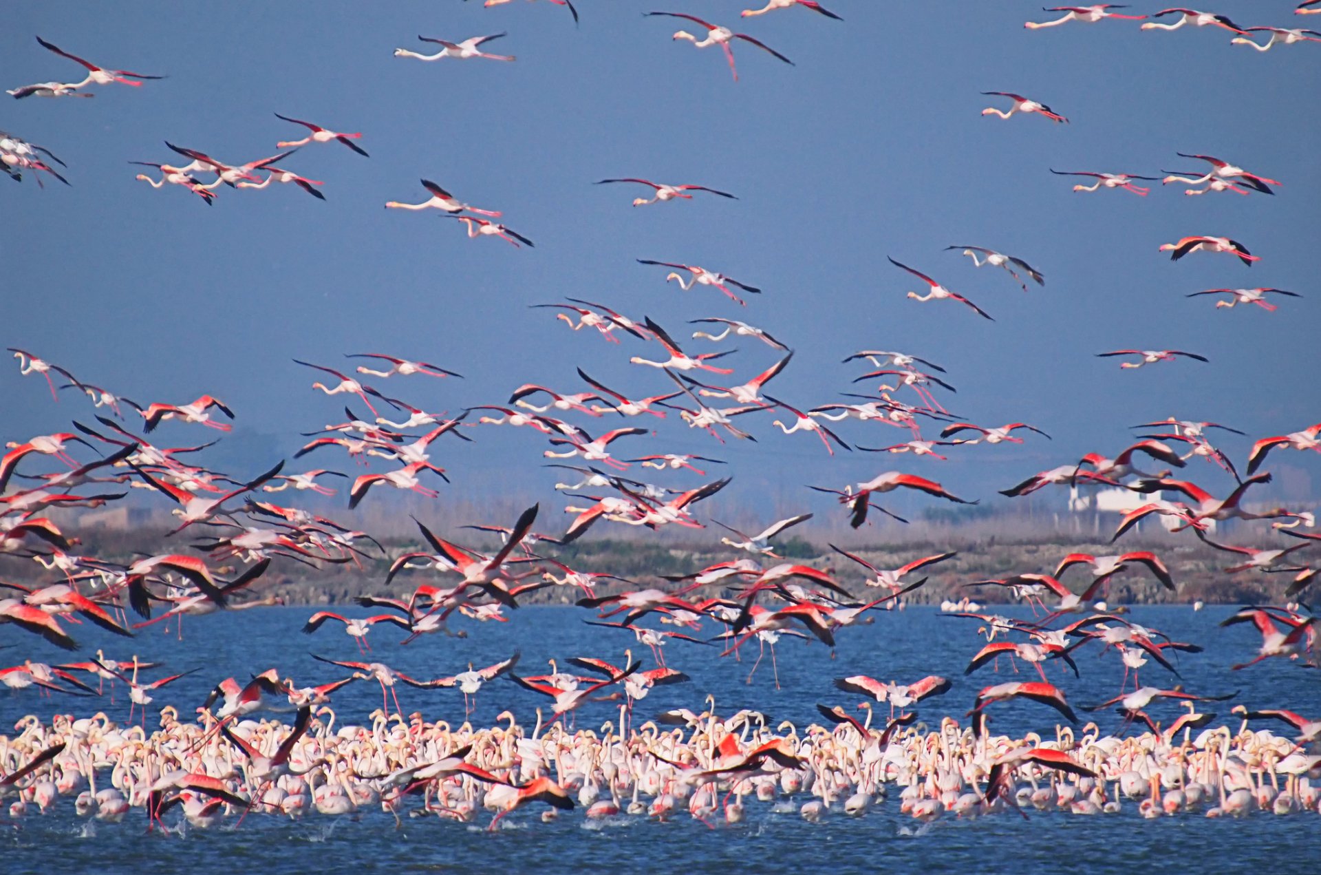 Download Flock Of Birds Bird Animal Flamingo HD Wallpaper