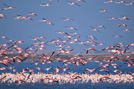 flock of birds bird Animal flamingo HD Desktop Wallpaper | Background Image