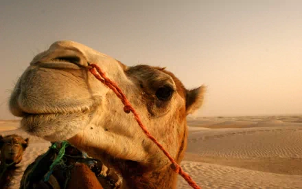Animal camel HD Desktop Wallpaper | Background Image