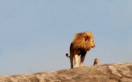 HD desktop wallpaper showing a majestic lion and a cub standing on a rocky outcrop under a clear blue sky.