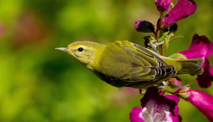 green bird Animal warbler HD Desktop Wallpaper | Background Image