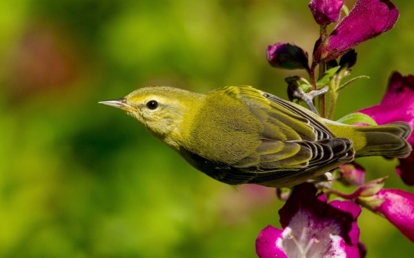 Animal Warbler Birds Passerines Bird Green HD Wallpaper | Background Image