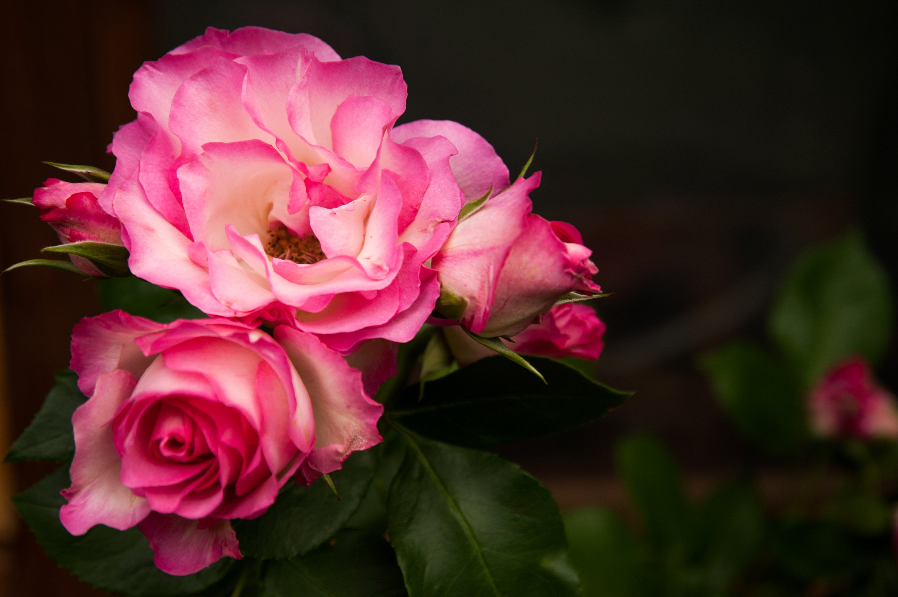Pink Roses