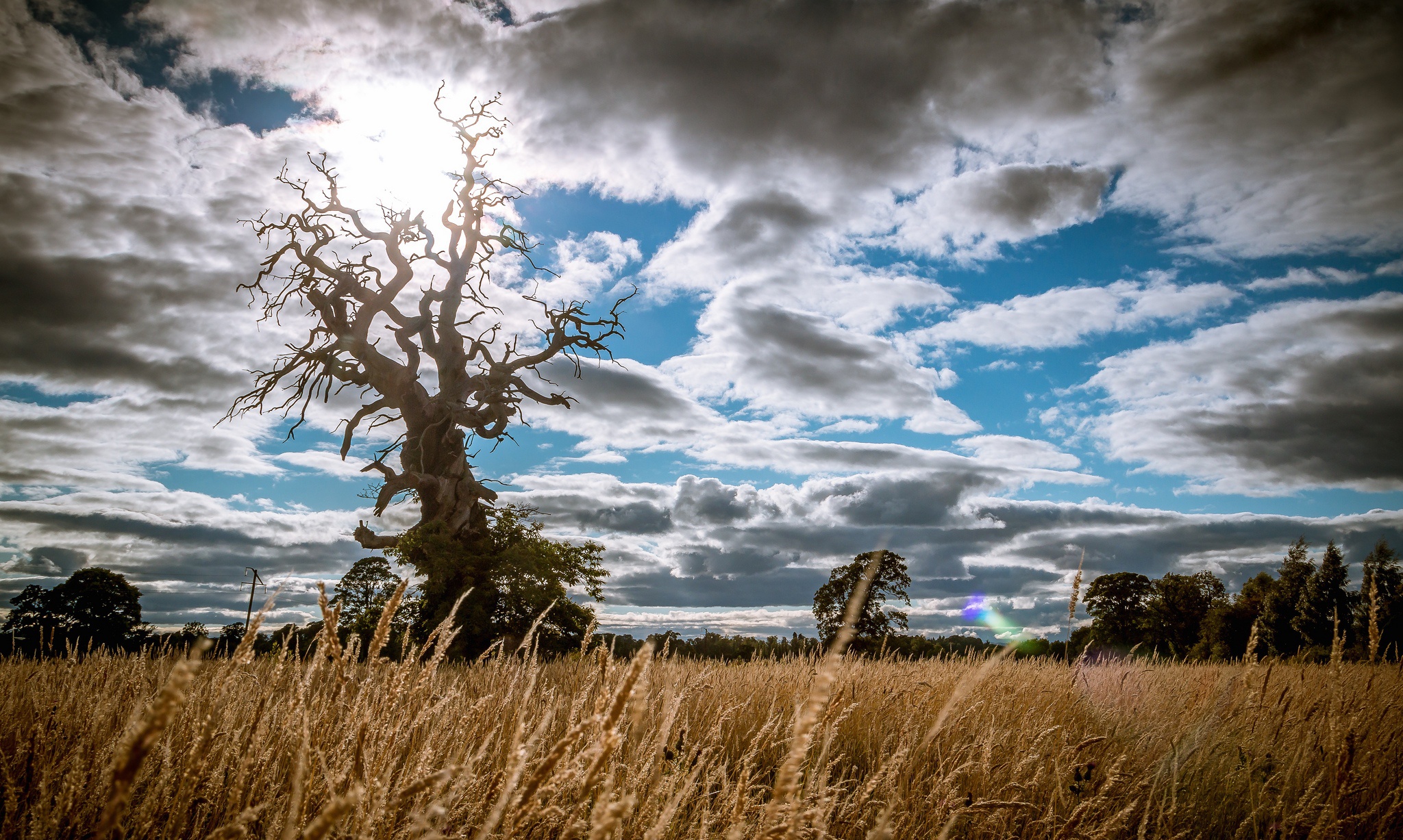 Earth Field HD Wallpaper | Background Image