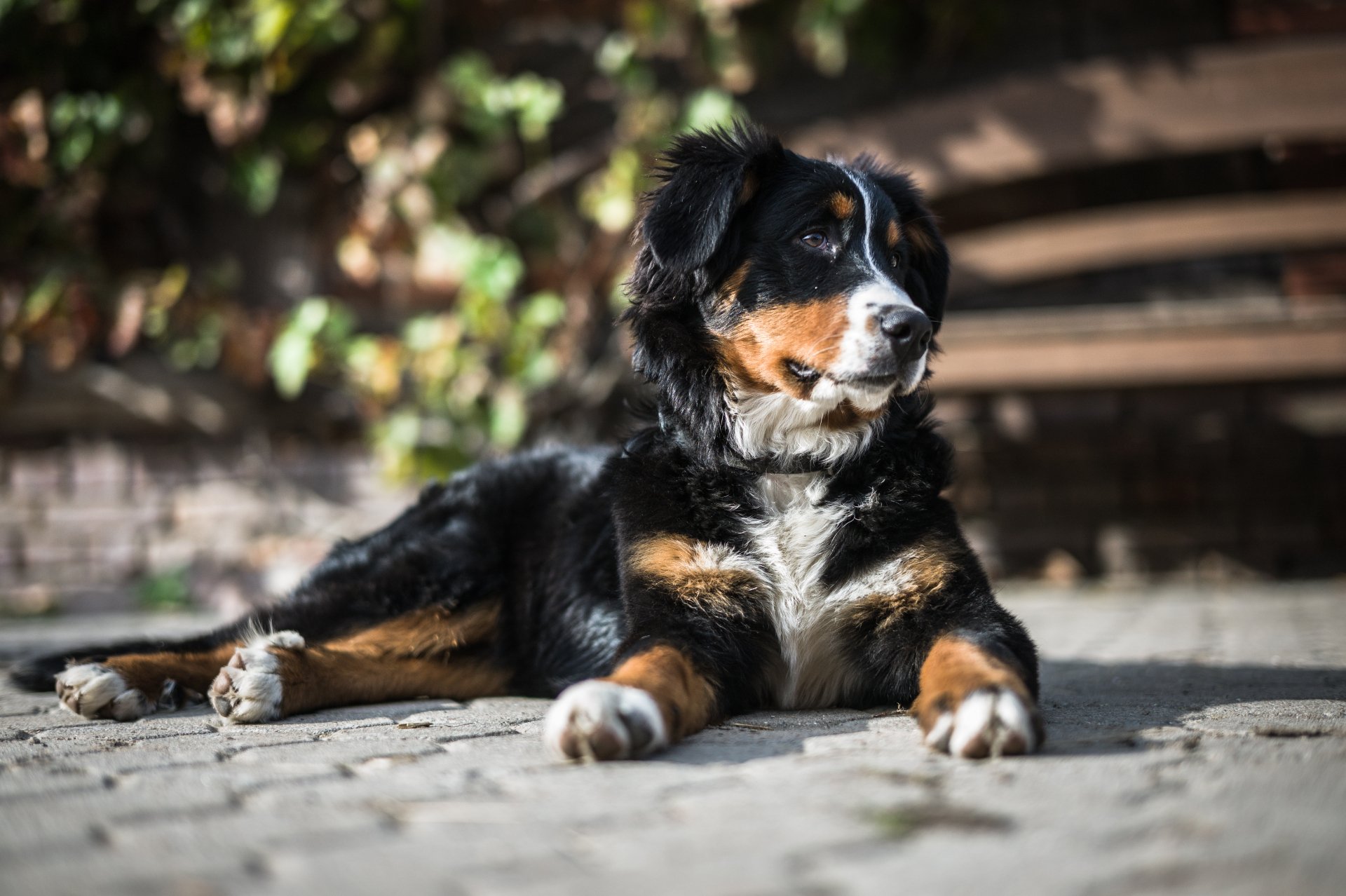 Download Bernese Mountain Dog Dog Animal Sennenhund 4k Ultra HD Wallpaper