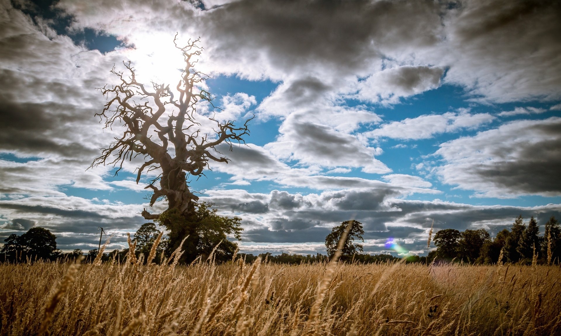 A twisted tree stands in a golden summer field under a dramatic sky filled with clouds, captured in HD as a nature-themed PC desktop wallpaper.