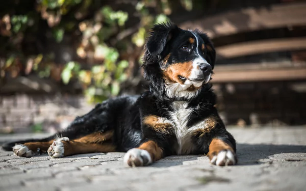  Cute Bernese Mountain Dog
