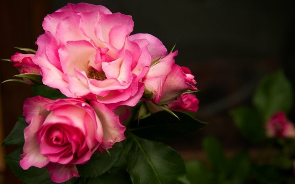Earth Rose Flowers Flower Pink Flower HD Wallpaper | Background Image
