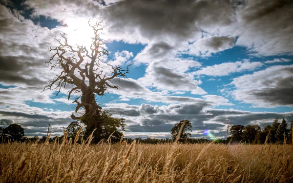 A twisted tree stands in a golden summer field under a dramatic sky filled with clouds, captured in HD as a nature-themed PC desktop wallpaper.