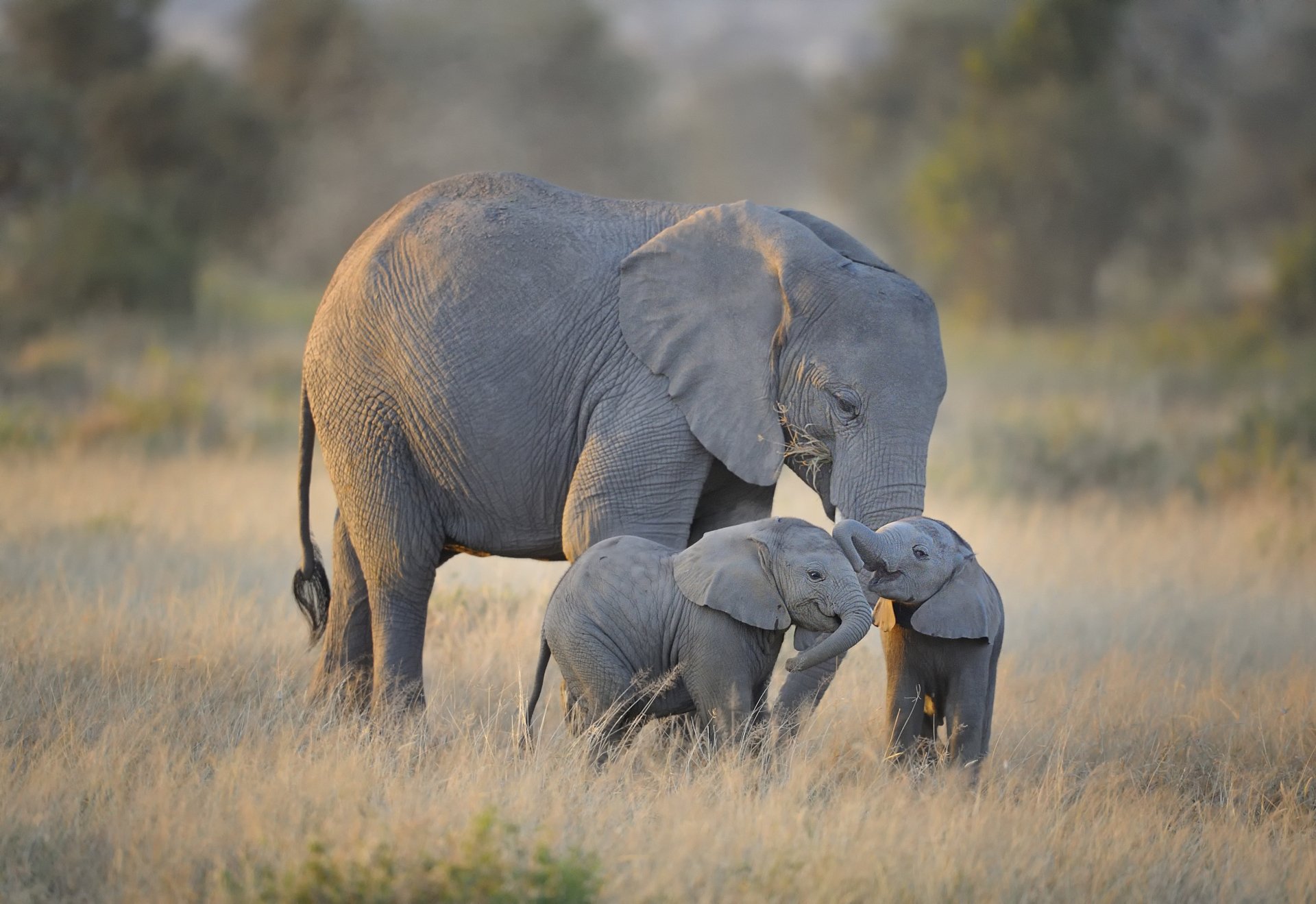 An adorable African bush elephant mother with two baby elephants sharing a tender moment, captured in HD for a heartfelt desktop wallpaper background.