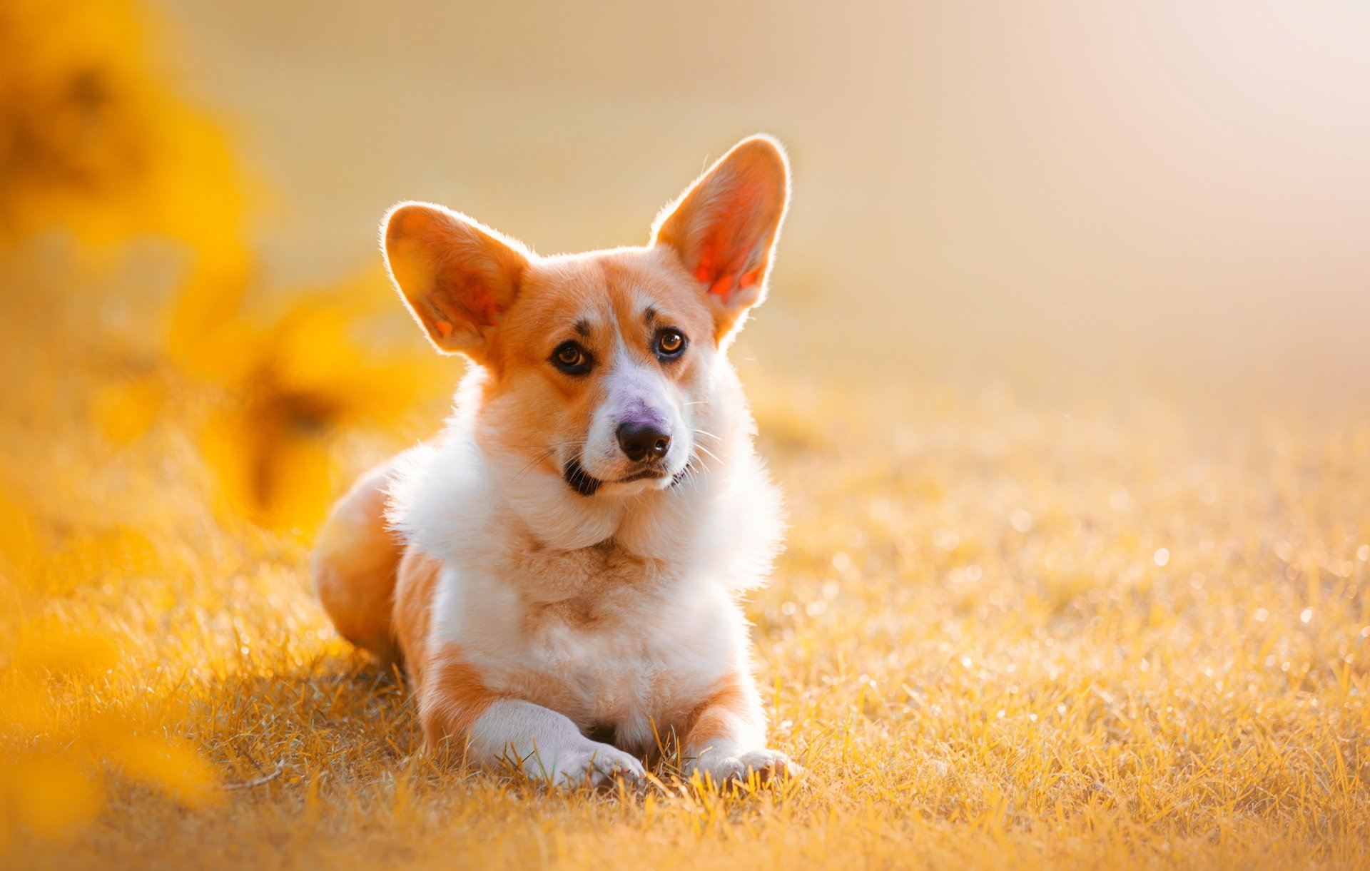 Download Sunny Grass Dog Animal Corgi HD Wallpaper