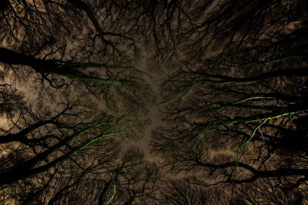 HD desktop wallpaper showing treetops silhouetted against a dark night sky, highlighting the intricate branches of trees in a natural forest setting.