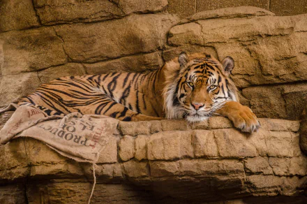 zoo Animal tiger HD Desktop Wallpaper | Background Image