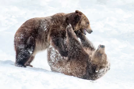playing snow Animal bear HD Desktop Wallpaper | Background Image