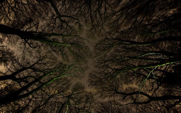 HD desktop wallpaper showing treetops silhouetted against a dark night sky, highlighting the intricate branches of trees in a natural forest setting.