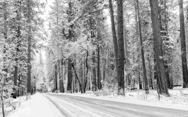 Earth Winter Nature Forest Snow Road Tree HD Wallpaper | Background Image