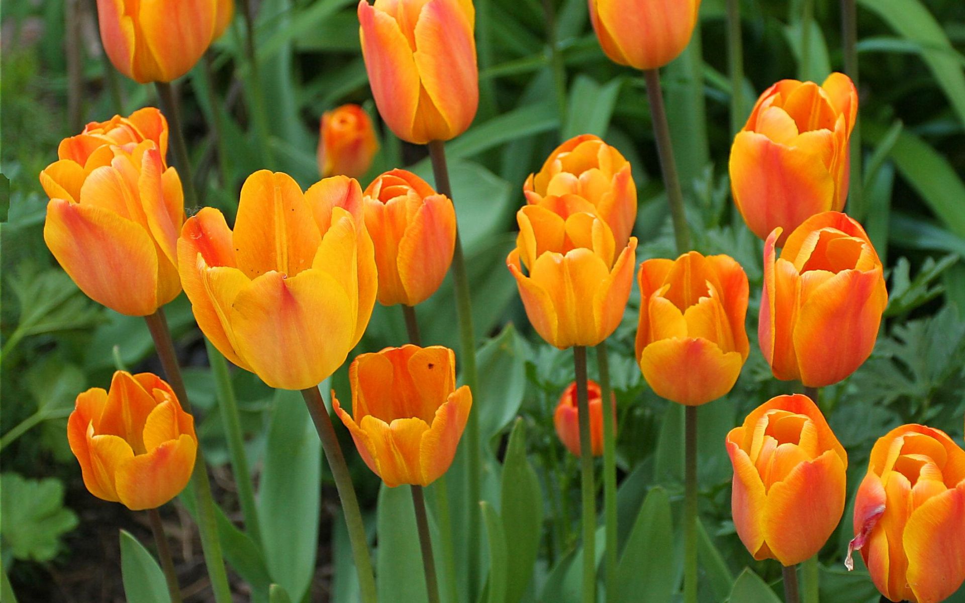 Download Orange Flower Flower Nature Tulip HD Wallpaper
