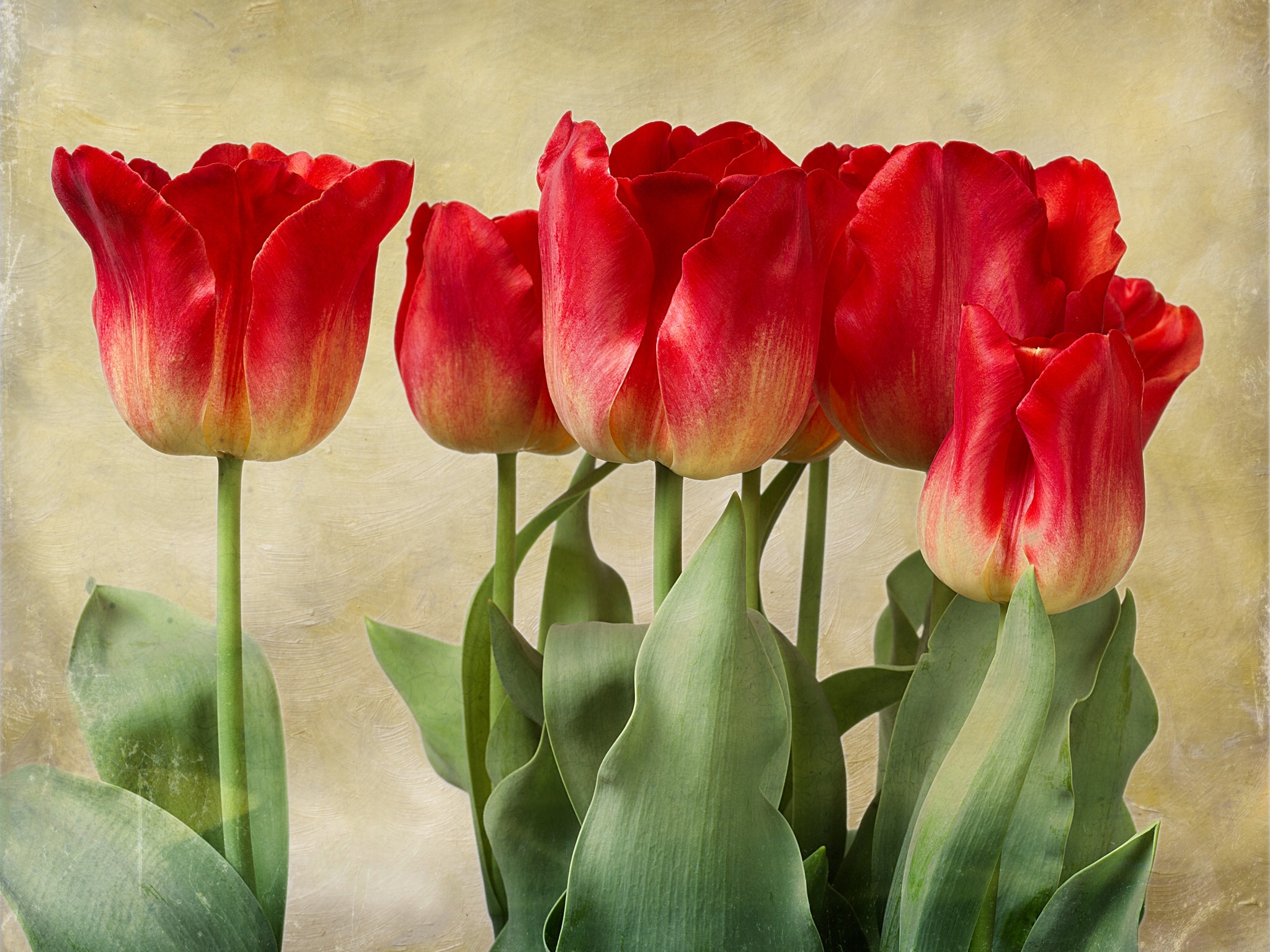 Download Red Flower Flower Nature Tulip HD Wallpaper