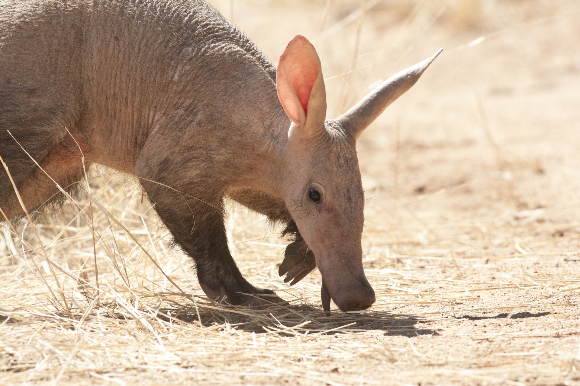 Wild Aardvark on a Reserve 4k Ultra Fondo de pantalla HD | Fondo de