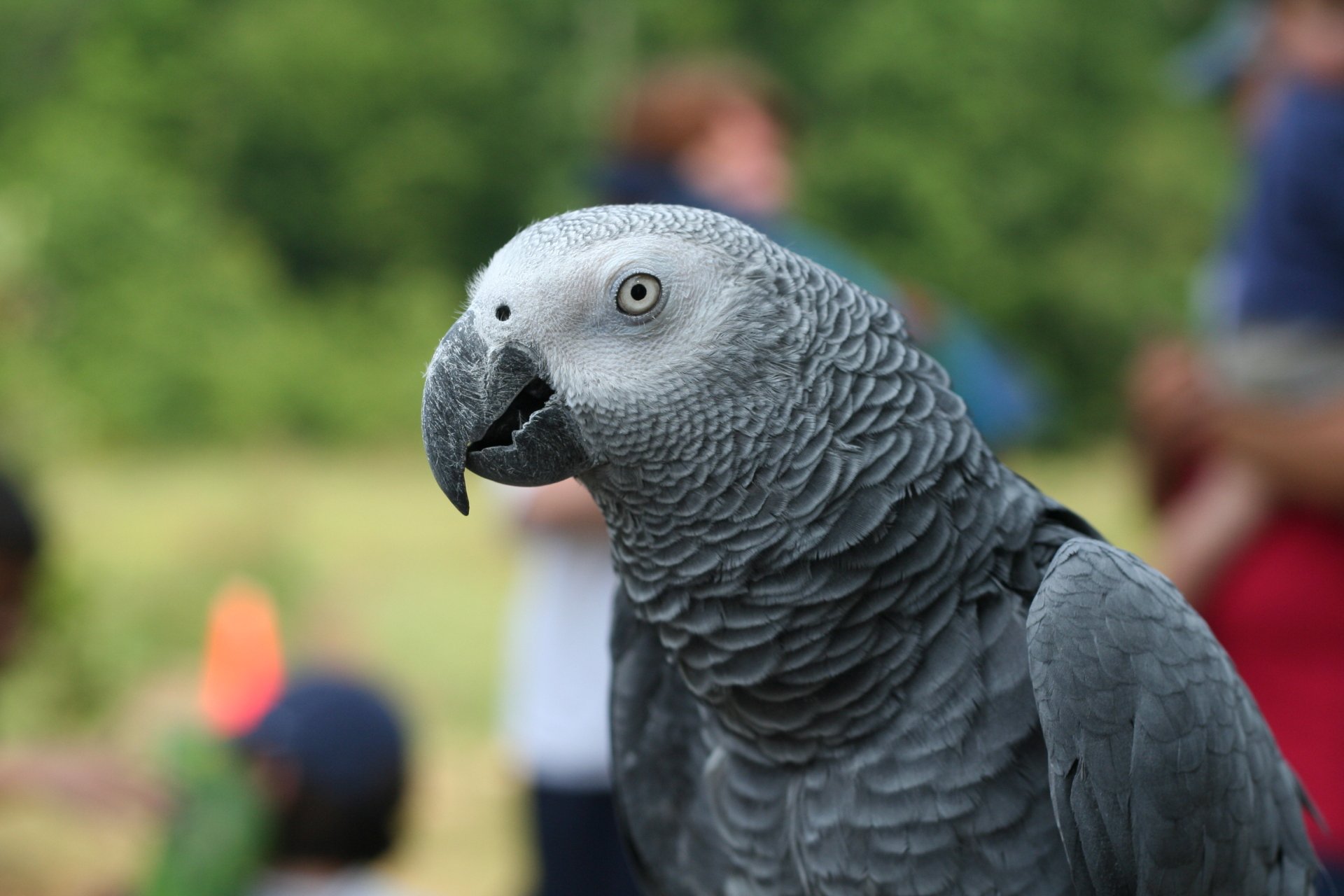 Download Blur Parrot Bird Animal African Grey Parrot HD Wallpaper