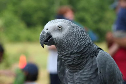 blur parrot bird Animal African Grey Parrot HD Desktop Wallpaper | Background Image