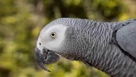 parrot bird Animal African Grey Parrot HD Desktop Wallpaper | Background Image