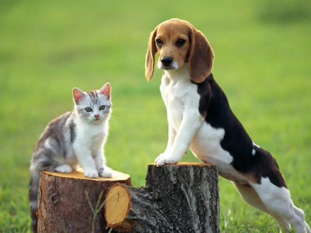  Beagle and Kitten