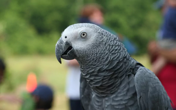 blur parrot bird Animal African Grey Parrot HD Desktop Wallpaper | Background Image