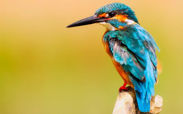  Common (Eurasian) (Small Blue) Kingfisher - alcedo atthis