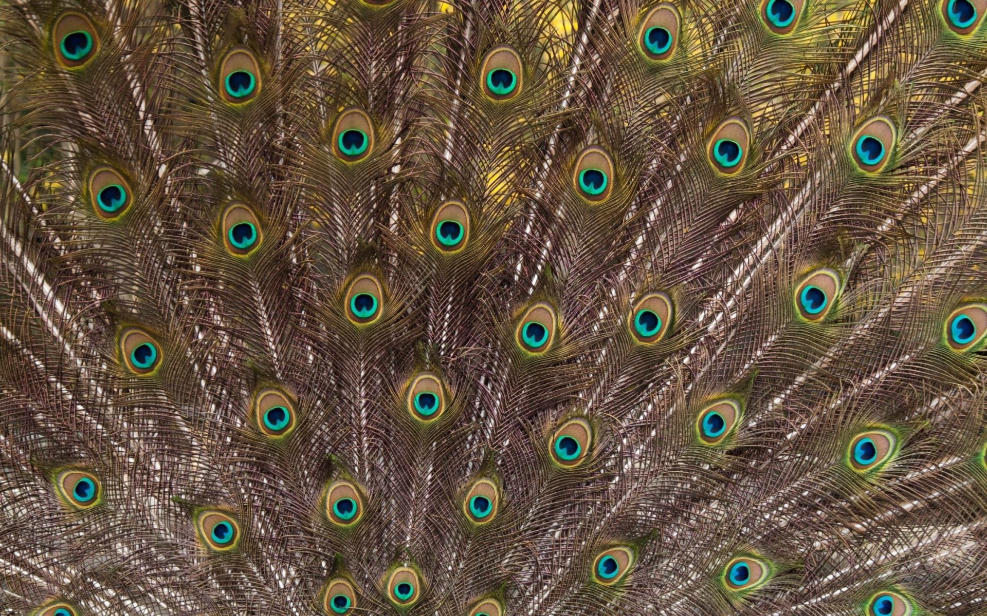 HD desktop wallpaper featuring a close-up of vibrant peacock feathers with intricate eye patterns, showcasing the beauty of animal plumage.